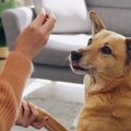 犬が『前足を乗せて…