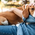 犬が飼い主を急に避…
