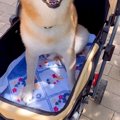 お散歩が大嫌いな犬…