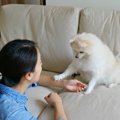 犬がする『ジェスチ…