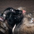 犬が自分の体をなめ…