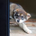 犬への意外な『虐待…