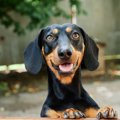 犬が必ず喜ぶ『飼い…