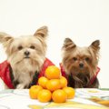 寒い冬には犬もこた…