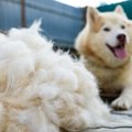 犬が『換毛期』を迎…