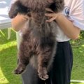 抱っこされている黒…