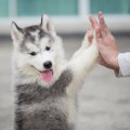 犬が『言葉を理解し…