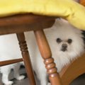 『不機嫌な犬』にし…