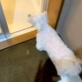 お風呂で『犬の鳴き…