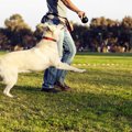 犬が飼い主に体当た…