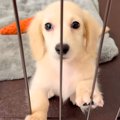 『ケージから出して…