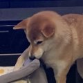 柴犬さんを家にしま…