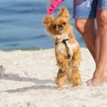 犬が後ろ足で立って…