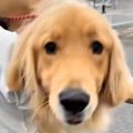 動物病院で診察を受…