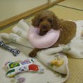 えっ！手術が出来な…