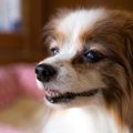 犬が老眼になってい…