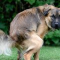 犬のふん、放おって…