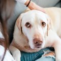 犬の心が病んでしま…