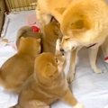 ベテラン母犬による…