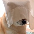『静かに笑わせてく…
