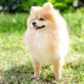 犬の被毛を手入れす…