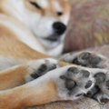 犬の『足』で心理が…