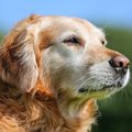犬は何歳から『老犬…