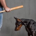 犬にとってトラウマ…
