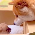 赤ちゃん犬の名前を…