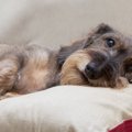 犬がおとなしすぎる…