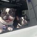 繁殖引退犬を迎えて…