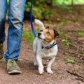 犬はお散歩コースを…