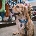 犬と一緒にドックラ…