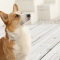 犬に『マテ』をする…