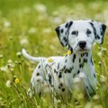 犬が『本当に焦って…