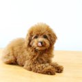 【犬の毛について】…