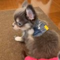 赤ちゃん犬が『初め…