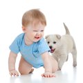 犬が『人の後ろにつ…