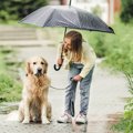 犬を飼ってわかる『…