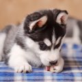 犬が『肉球を舐めて…