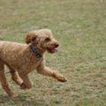 犬の去勢のメリット…