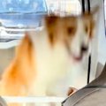 犬と一緒に車に乗っ…
