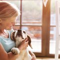 犬が飼い主に寄り添…