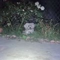 引っ越しで置き去り…