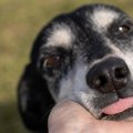 『老犬が飼い主に甘…