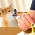 犬が『ご飯のおすそ…