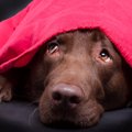 犬が飼い主の『目を…