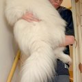 階段を降りられない…