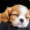 犬が飼い主の腕枕で…