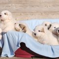 グレートピレニーズ…